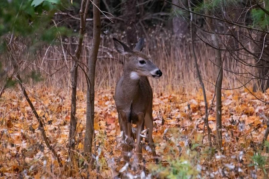 A whitetail deer standing in fallen oak leaves