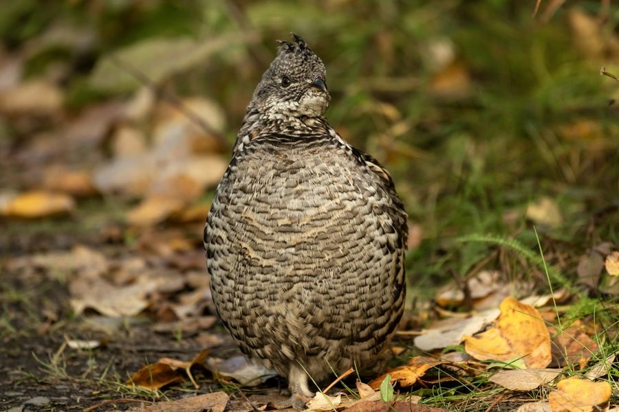A ruffed grouse on fallen autumn leaves