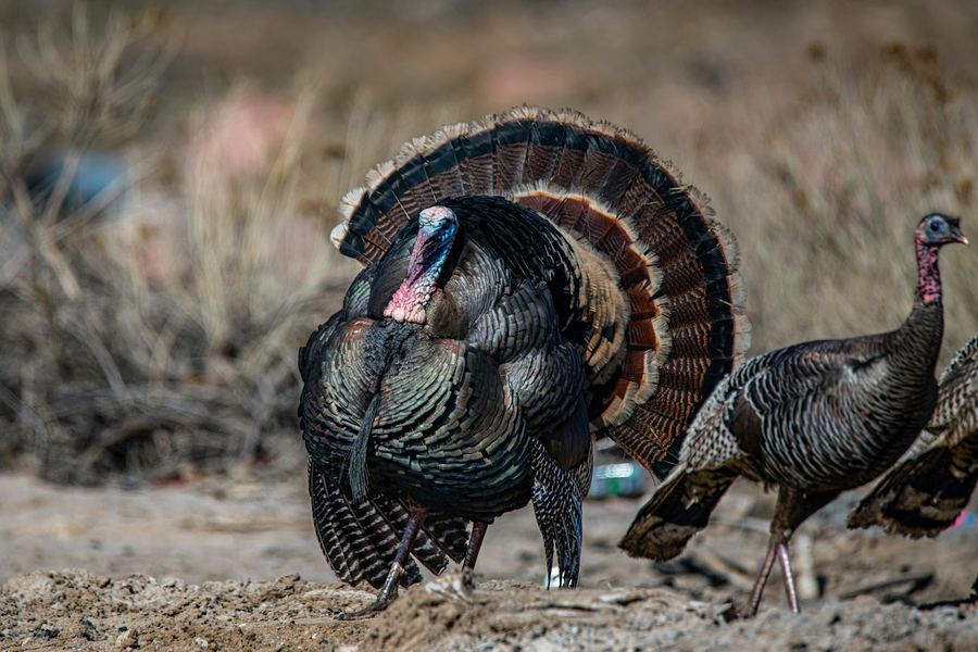 A wild turkey gobbler strutting near two hens at a woods edge