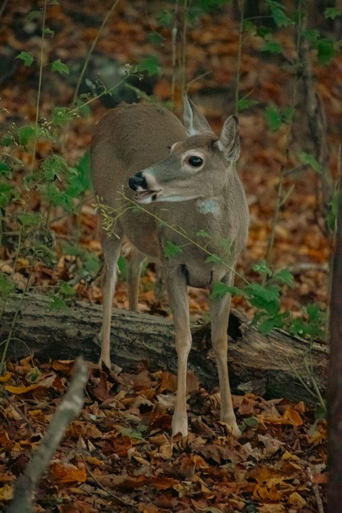 A whitetail doe stepping over a log in fall woods