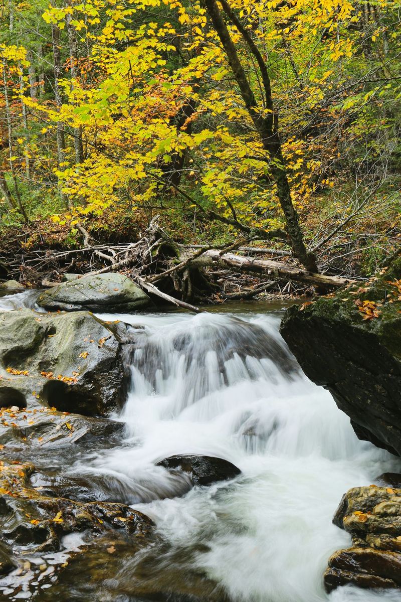 A brook tumbling over ledges through autumn woods